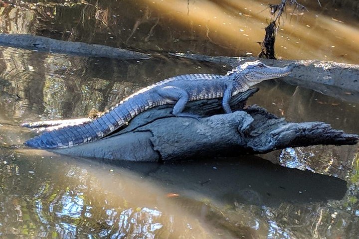 Private Bachelor or Bachelorette Airboat Swamp Tour in New Orleans - Image 5