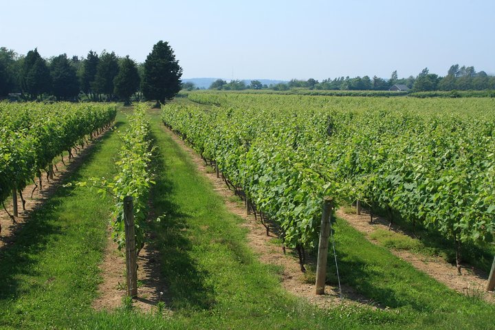 The Hamptons and Long Island Wineries Private Tour - Image 2