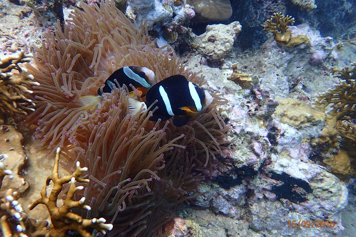 Amazing Snorkeling at Mun Island ( Group Tour ) - Image 2