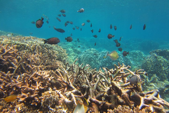 Amazing Snorkeling at Mun Island ( Group Tour ) - Image 3