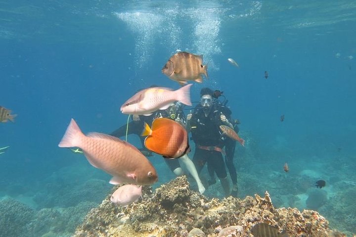 Discover Nha Trang Bay with Scuba Diving Tour - Image 4