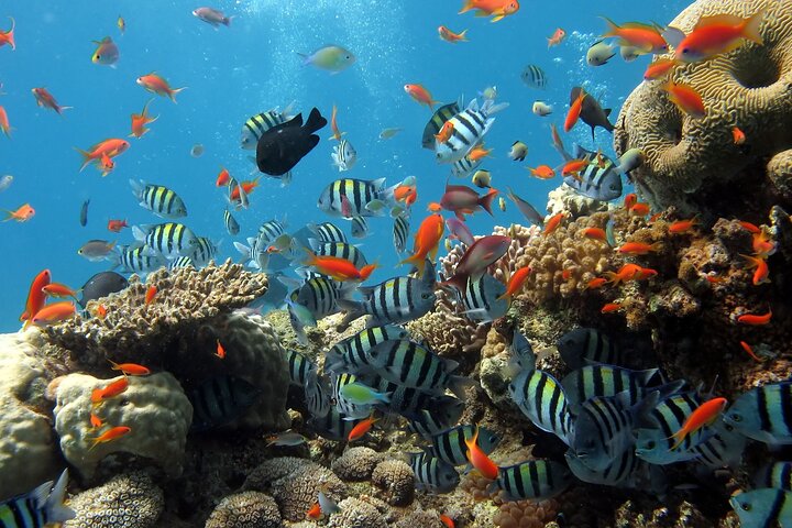 Private Tour Explore Nha Trang Islands - Snorkeling - Basket Boat - Image 3