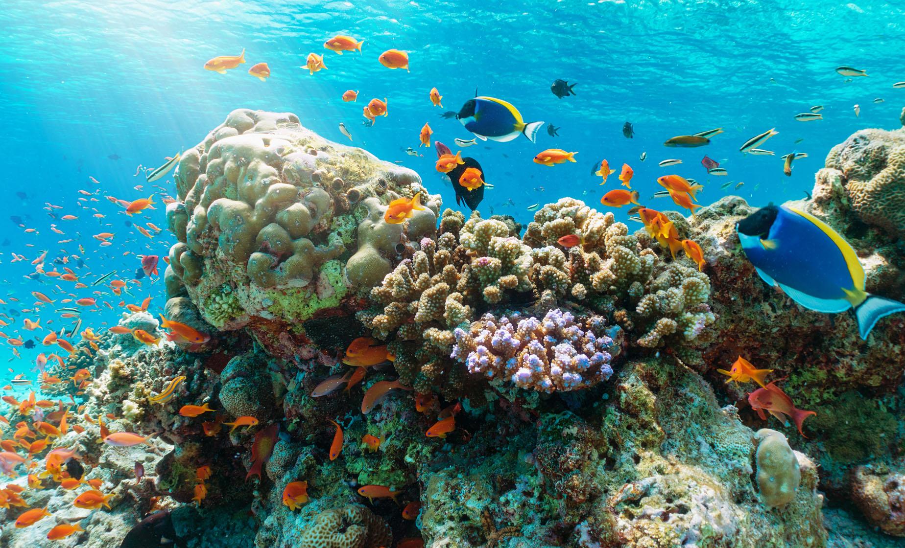 Snorkeling in Nha Trang - Image 1