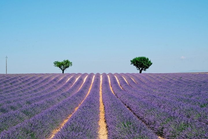 GUIDED TOUR: Lavender fields, the Gorges du Verdon - Image 1