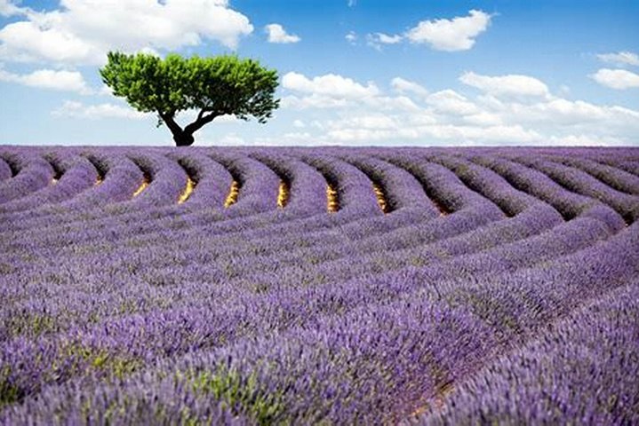 Nice: Gorges of Verdon and Fields of Lavender Tour - Image 3