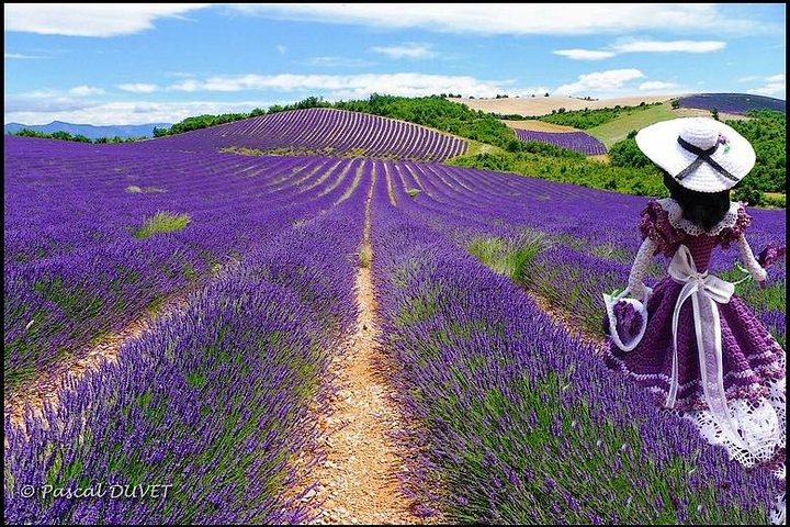 Nice: Gorges of Verdon and Fields of Lavender Tour - Image 1