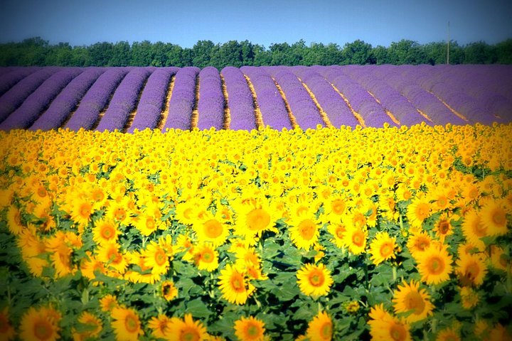 Nice: Gorges of Verdon and Fields of Lavender Tour - Image 4