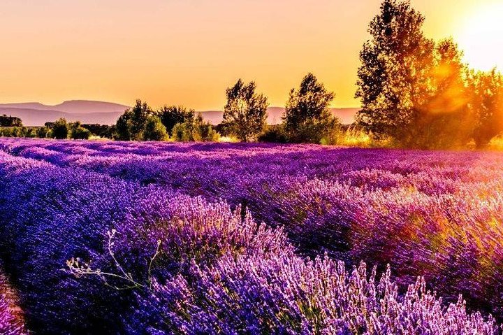 Nice: Gorges of Verdon and Fields of Lavender Tour - Image 2