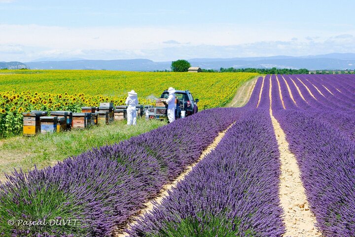 Private Tour of Gorges of Verdon and Fields of Lavender in Nice - Image 3