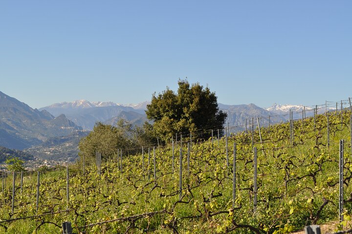 Private Wine Tour of the vineyards on the French Riviera - Image 4