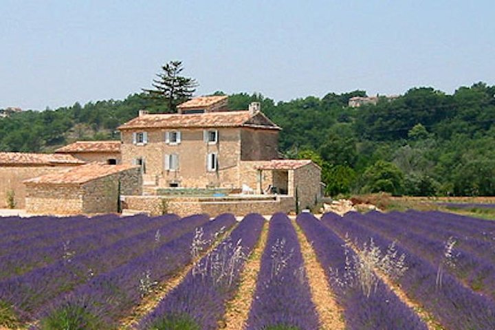 Provence and Lavender - private & Guided Full Day Tour - Image 5