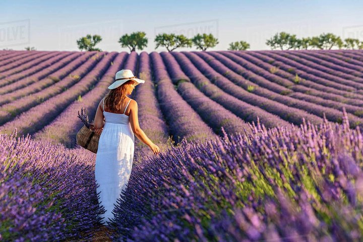 Provence and Lavender - private & Guided Full Day Tour - Image 1