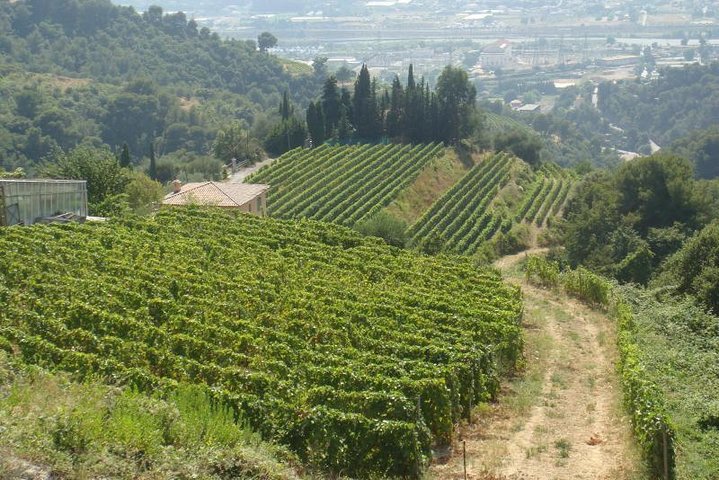 Provence Countryside Full-Day Private Tour from Nice - Image 1