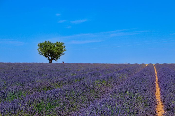 Provence – Lavender Fields Private Extended Full-Day Tour - Image 1
