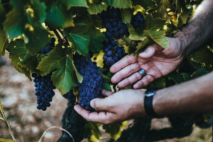 Provence Wine Tour - Private Day Tour from Antibes - Image 5