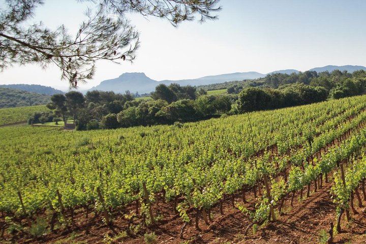 Provence Wine Tour - Private Day Tour from Nice - Image 4