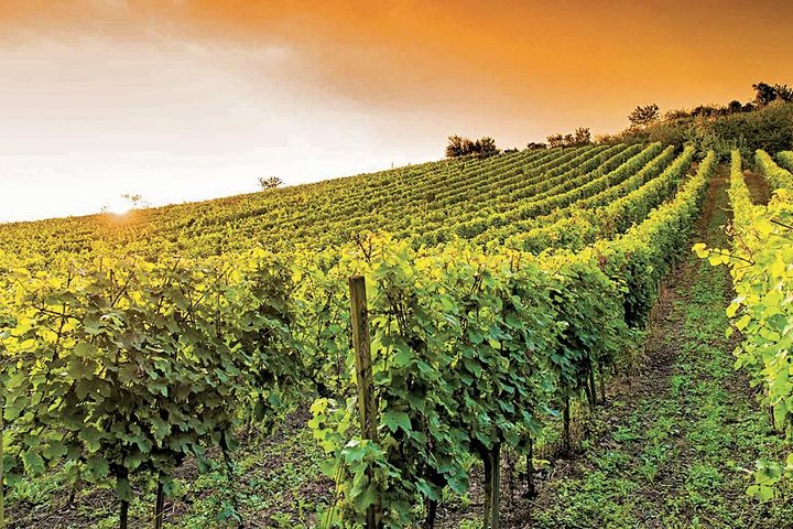 the Bellet wine tasting - Image 5