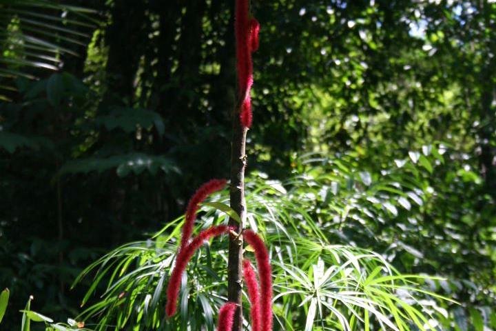 Cranbrook Flower Forest tour - Image 4