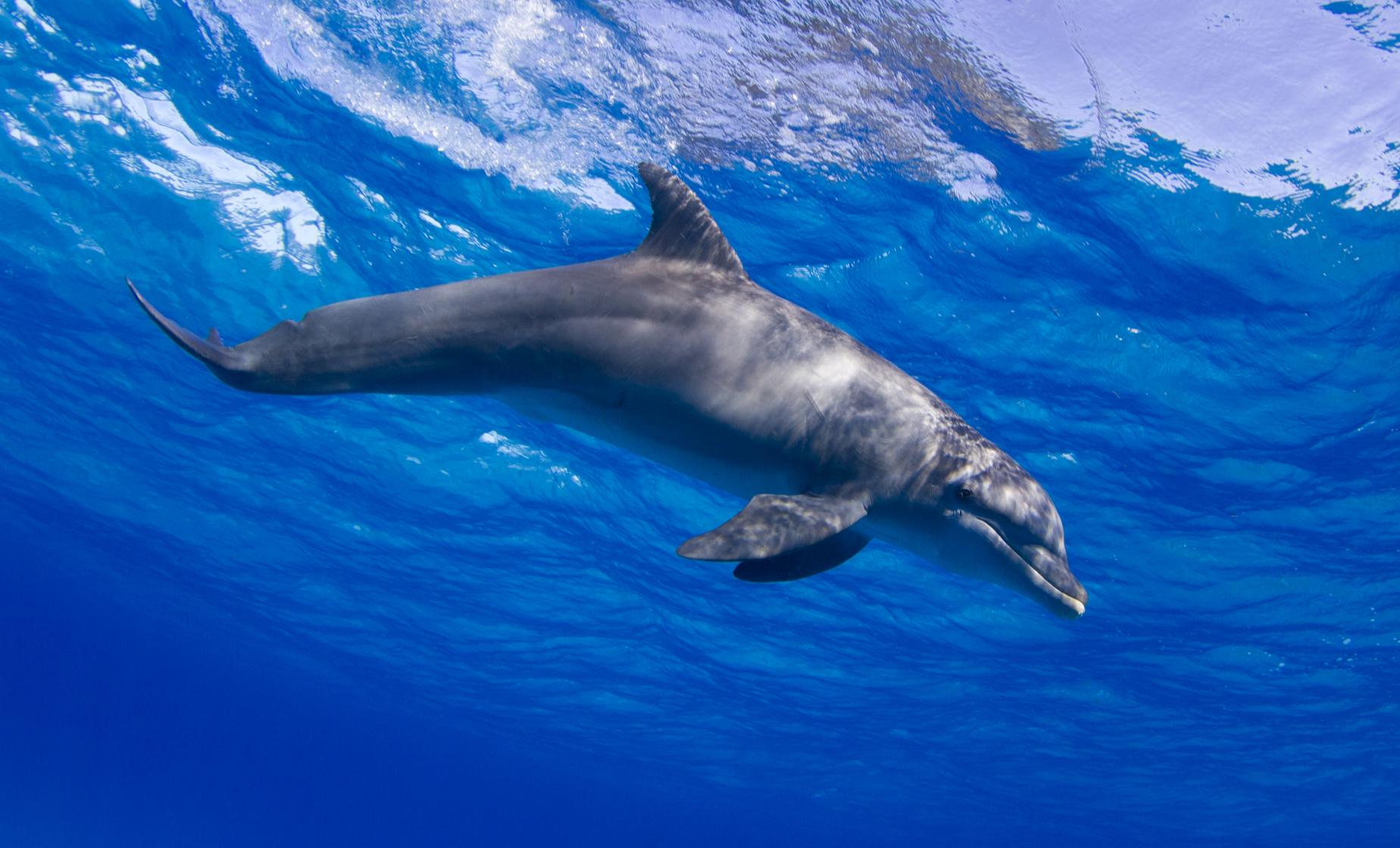 Dolphin Swim Adventure in Ocho Rios - Image 1