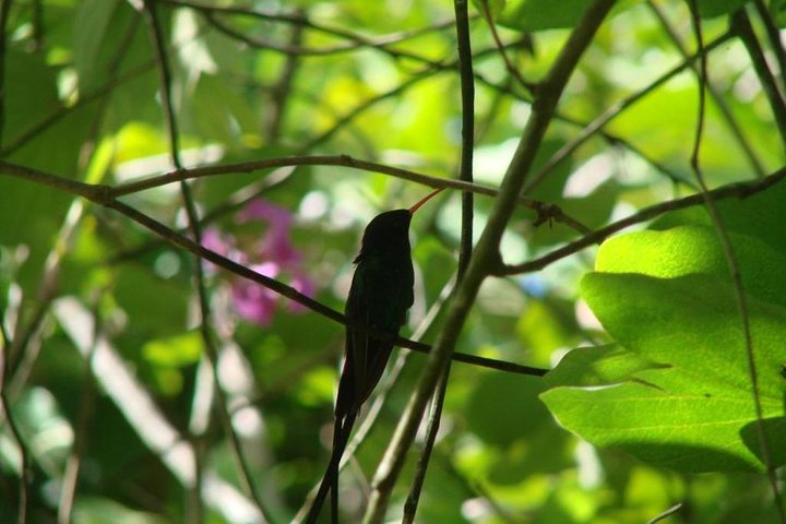Dunn’s River Falls & Konoko Garden - Image 5