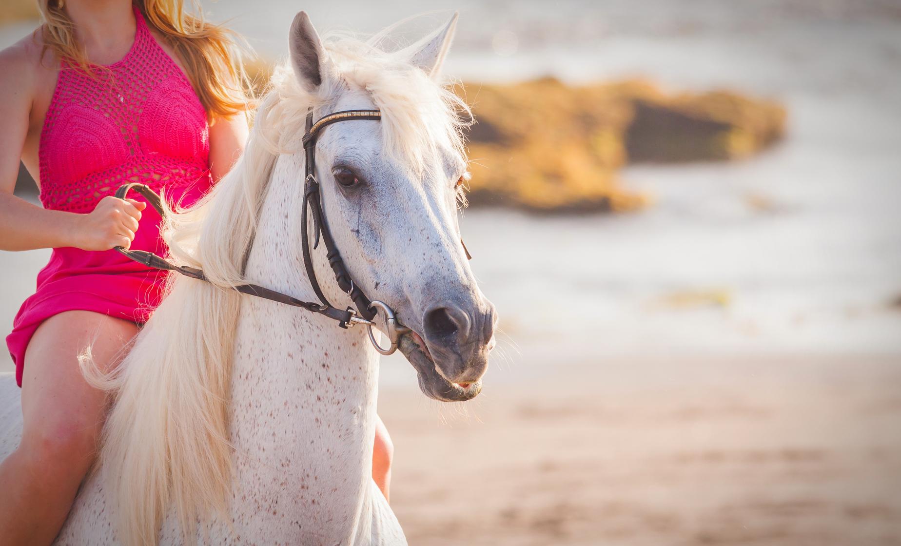 Exclusive Trail and Beach Horseback - Image 1