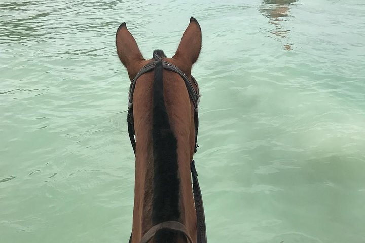 Horseback Ride and Swim From Ocho Rios - Image 4