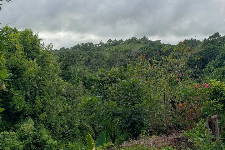 Konoko Falls, City Highlights Ocho Rios (entry fees included) - Image 2
