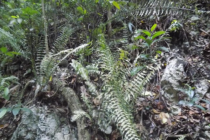 Ocho Rios Shore Excursion: Bus Tour of Ocho Rios, Fern Gully and Turtle Beach - Image 2