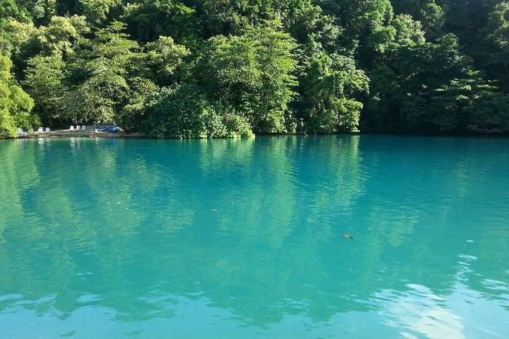 Tour to Fern Gully and Konoko Falls and Park - Image 2