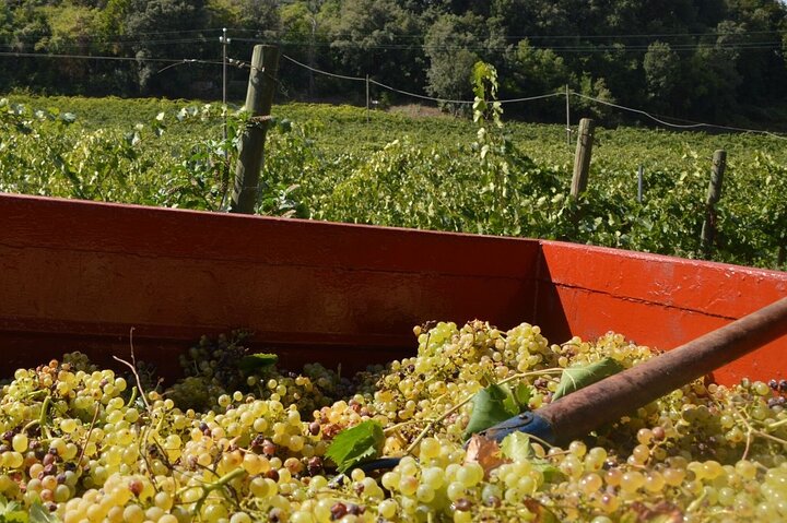 Wine & Food Tour in Sardinia : Small Group - Image 3