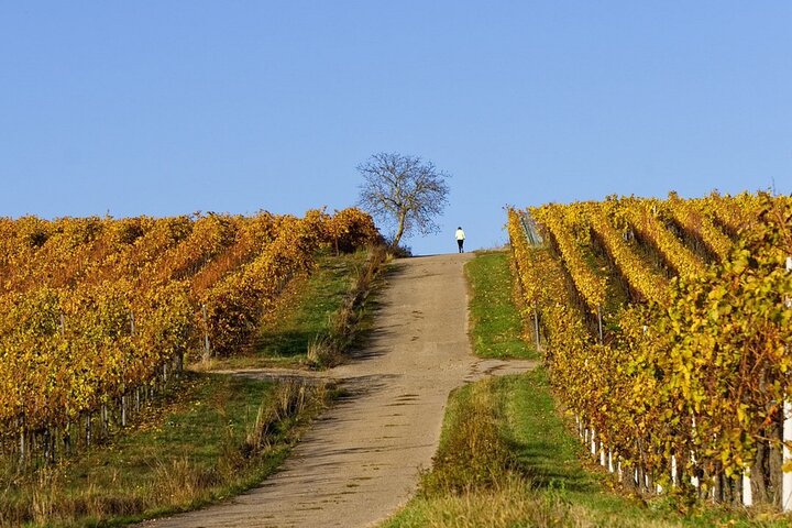 Wine & Food Tour in Sardinia : Small Group - Image 5