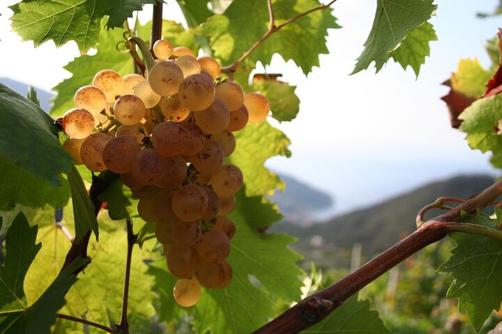 Wine & Food Tour in Sardinia : Small Group - Image 4
