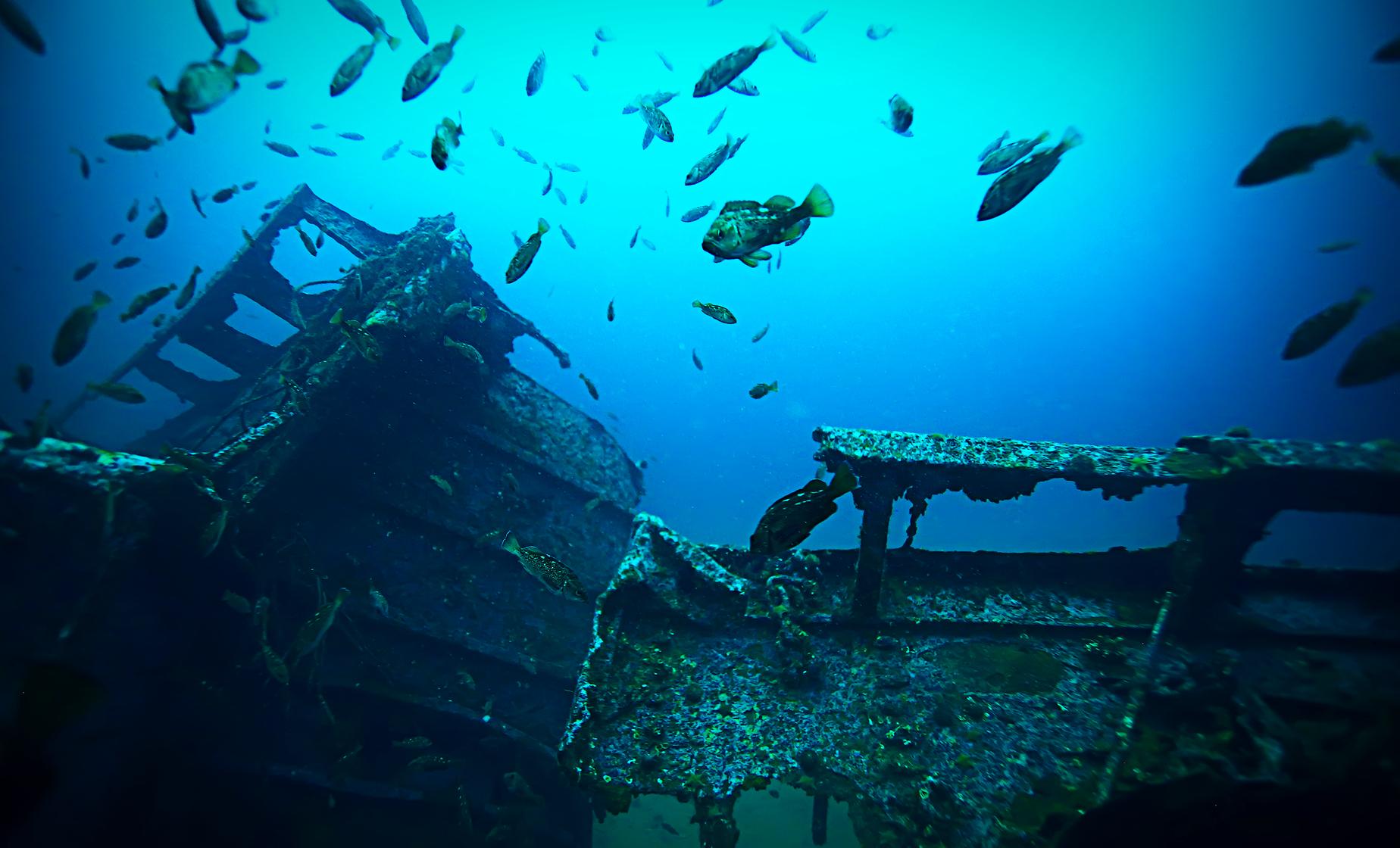 The Antilla Shipwreck Sail and Snorkel Trip - Image 1