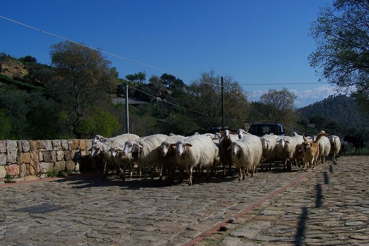 8 Days Exclusive Tour of Bucolic Sicily  - Image 2