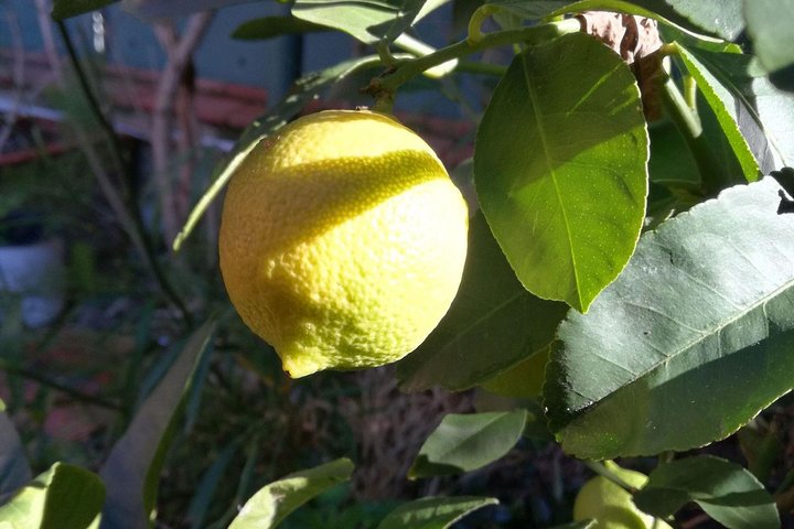 Market Tour, Traditional Cooking and Limoncello class - Image 1