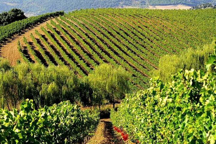 Wine Tasting for Small Groups in the Palermo Countryside - Image 1