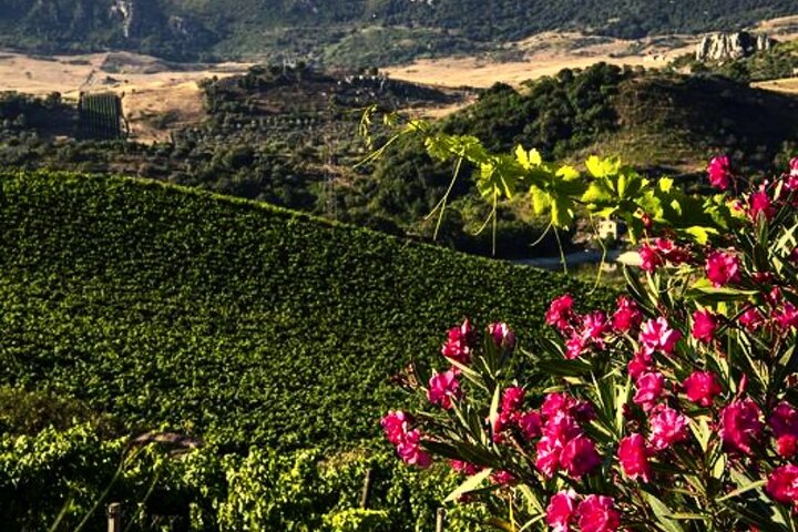 Wine Tasting for Small Groups in the Palermo Countryside - Image 5
