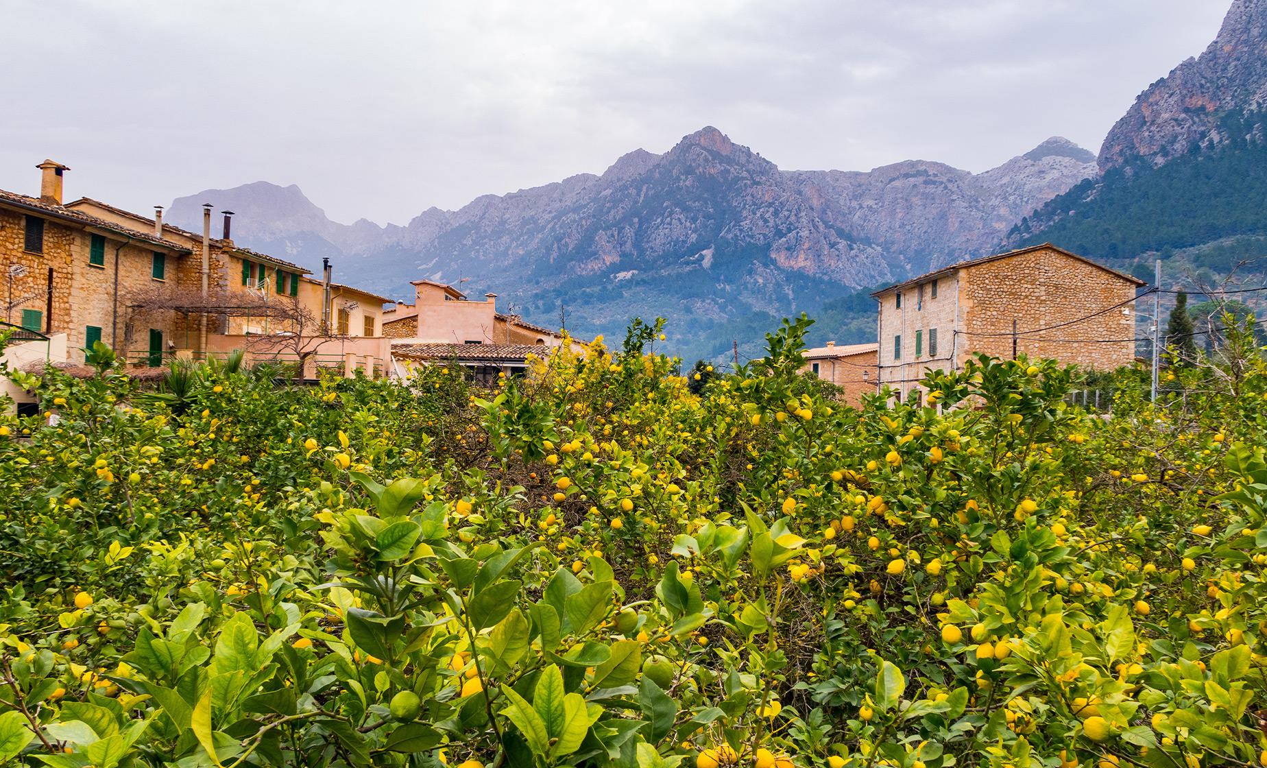 Private Valley of Soller and Palma - Image 1