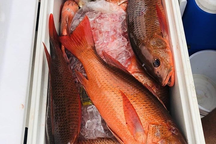 6-Hour High Sea Fishing in Gulf of Panama - Image 4