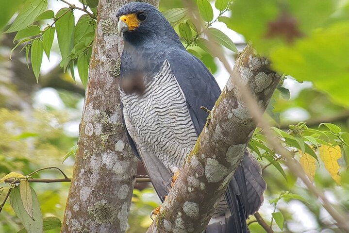 Birding Pipeline Road from Amador Cruise Port - Image 2