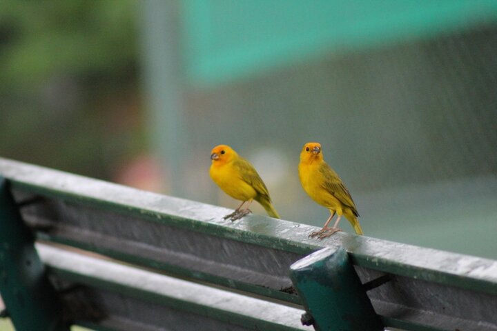 Birding Pipeline Road from Amador Cruise Port - Image 5