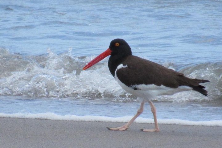 Birding Pipeline Road from Panama City and Gamboa Town - Image 5