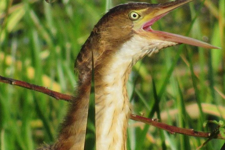 Birding Pipeline Road from Panama City and Gamboa Town - Image 4