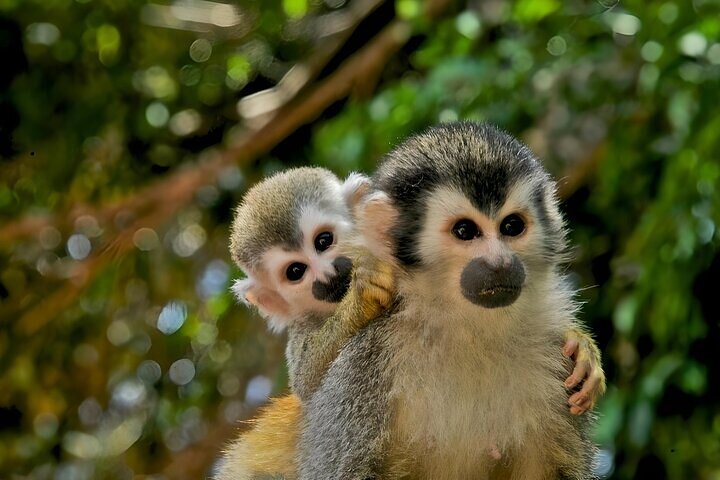 City Outings: Panama Jungle Adventure - Image 1