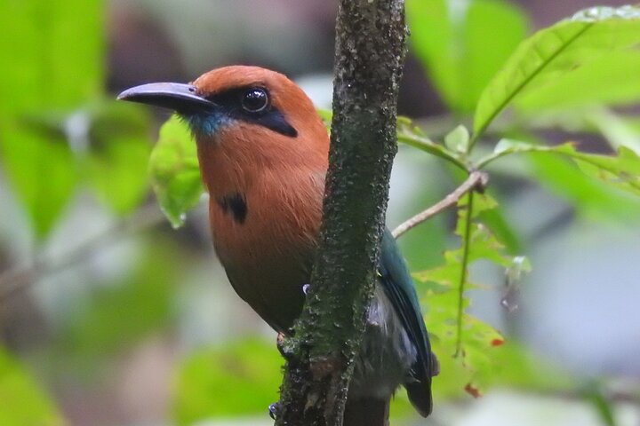 Full Day Private Bird and Nature Sightseeing Tour in Pipe Line  - Image 1