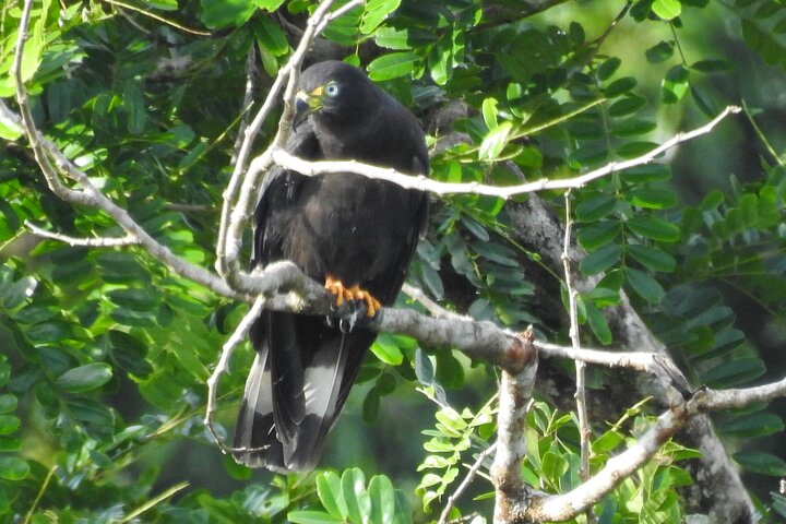 Full Day Private Bird and Nature Sightseeing Tour in Pipe Line  - Image 5