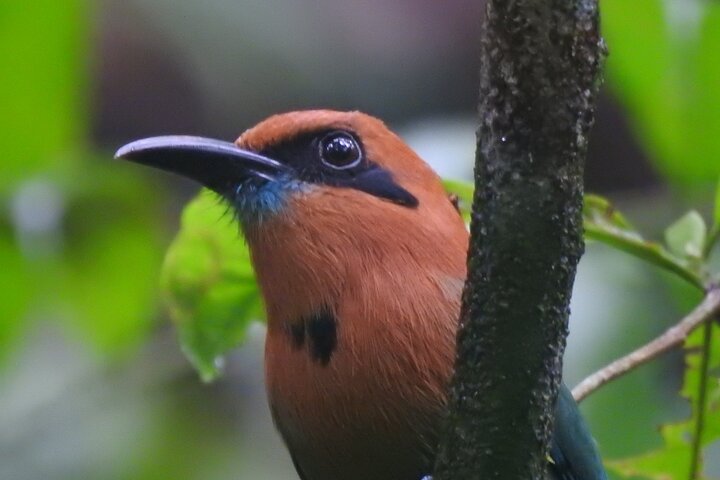 Full Day Private Bird and Nature Sightseeing Tour in Pipe Line  - Image 2