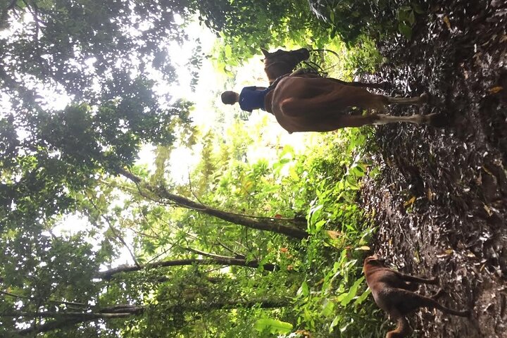 Horseback Riding in the jungle near Panama City - Image 3