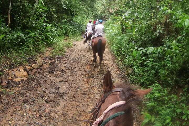 Horseback Riding in the jungle near Panama City - Image 4