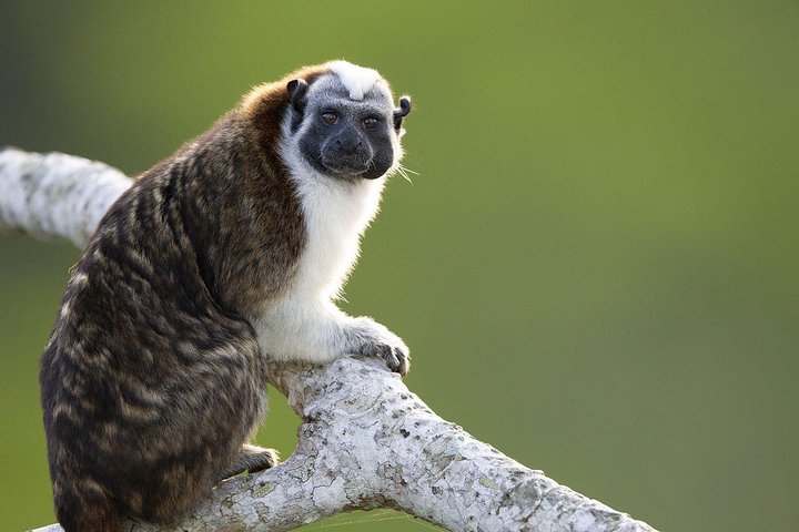 Monkeys Discovery - Image 2